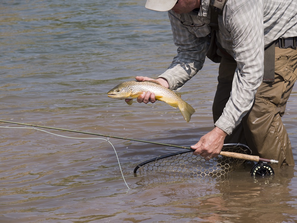 Wading anglers enjoy many access points along the Green River C section. The dirt roads leading to the water are unmarked, but obvious, and from boat ramp areas, you can walk up or down the river.