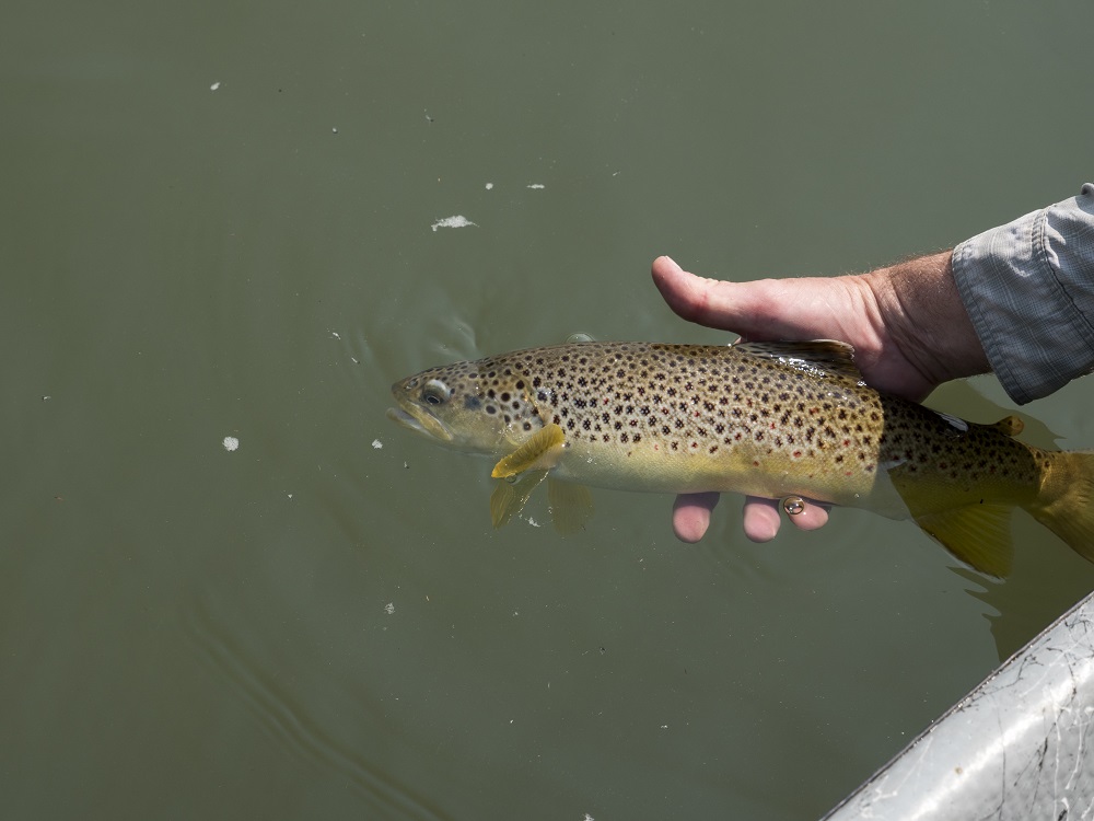 In the absence of rising fish, try a two-fly nymph rig consisting of a red San Juan Worm and a scud pattern.