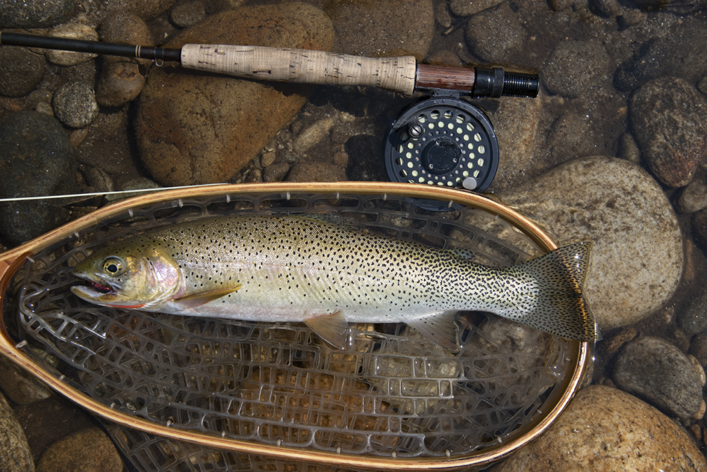 Westslope cutthroat have lost much of their native range to habitat loss and intrusion of non-native fish, but the North Fork Clearwater River and its tributary, Kelly Creek, remain prime habitat for native populations.