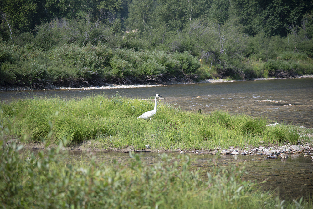 Wildlife abounds in the remote Kelly Creek drainage. This trumpeter swan was a pleasant surprise.