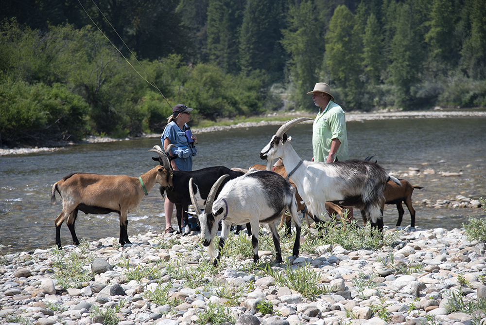 After fishing a prime reach of Kelly Creek, Mary Vandenbosch, the aurthor’s wife, greets gregarious pack goats and their friendly owner.