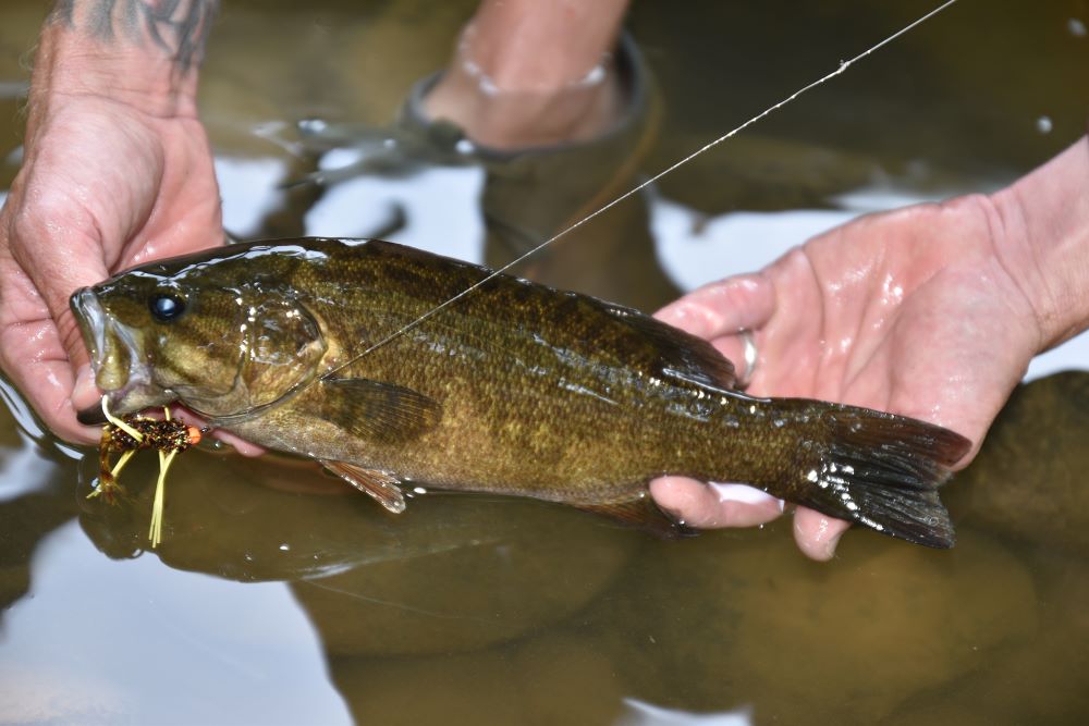 Indicator fishing produced this fine smallmouth. Even on days when the surface action is good, sooner or later the smallies usually go deep—drifting flies under indicators can keep the bite going.
