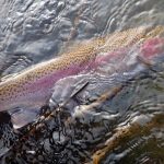 Rock Lake holes some large, beautiful rainbows, along with brown trout, largemouth and smallmouth bass, perch, and carp.