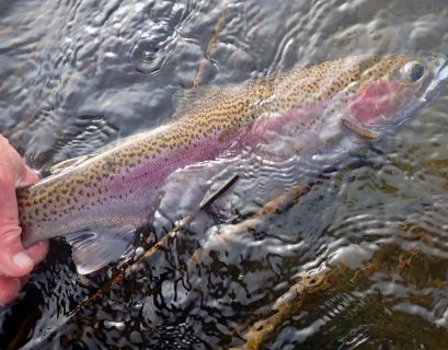 Rock Lake holes some large, beautiful rainbows, along with brown trout, largemouth and smallmouth bass, perch, and carp.