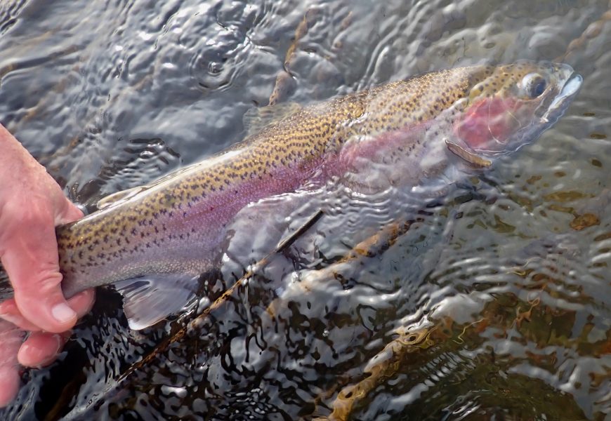 Rock Lake holes some large, beautiful rainbows, along with brown trout, largemouth and smallmouth bass, perch, and carp.
