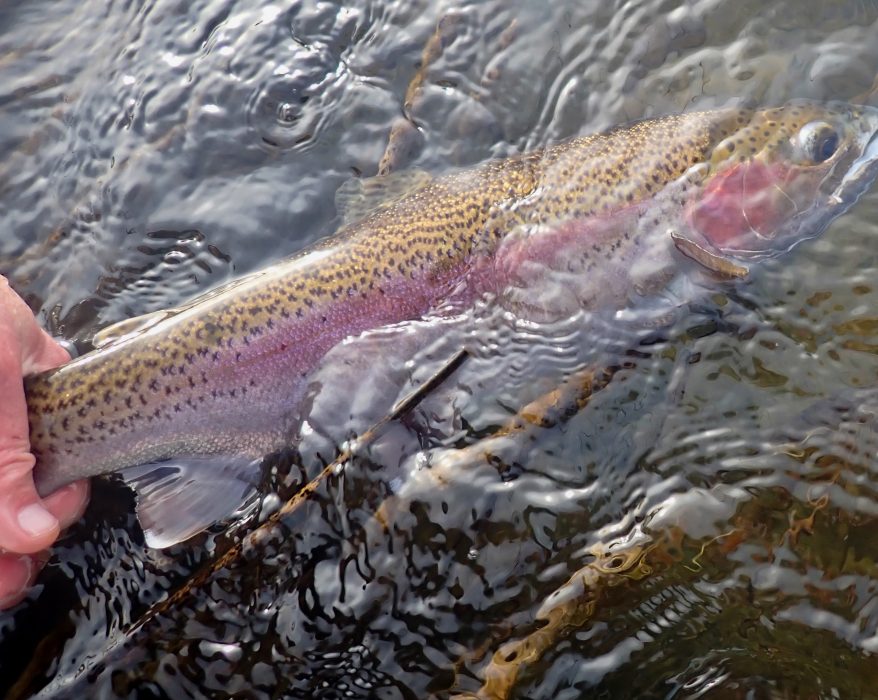 Rock Lake holes some large, beautiful rainbows, along with brown trout, largemouth and smallmouth bass, perch, and carp.