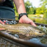Brown trout