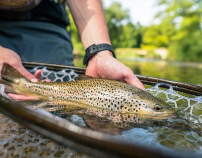 Brown trout