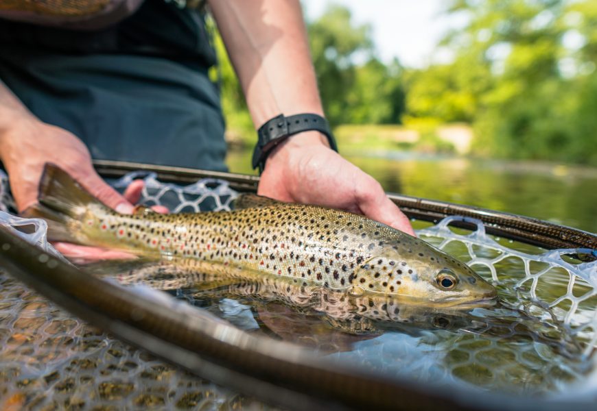Brown trout