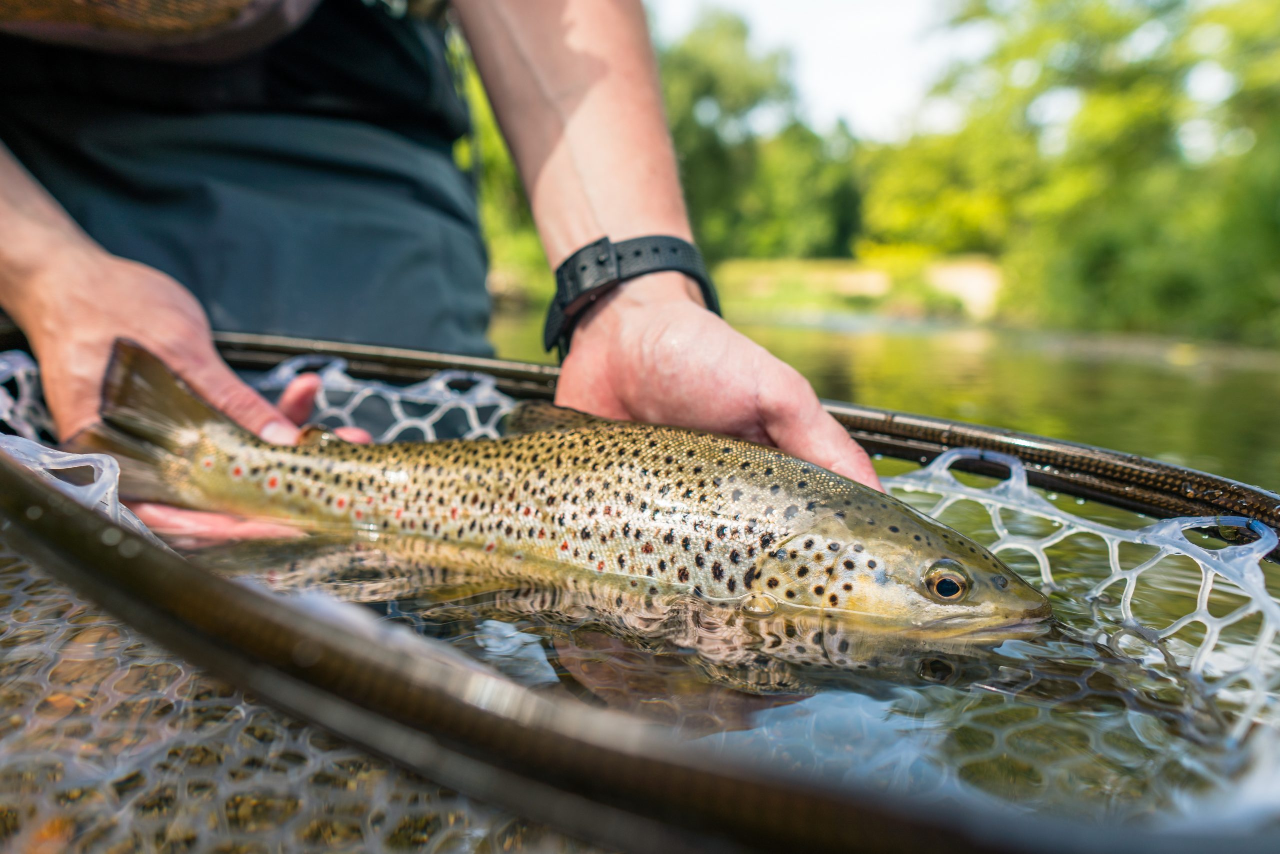 Brown trout