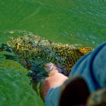 A big ‘bow heads back home. Because it’s a tailwater, the San Juan below Navajo Dam provides excellent year-round conditions for trout, including dense insect populations.