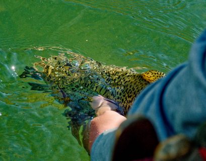A big ‘bow heads back home. Because it’s a tailwater, the San Juan below Navajo Dam provides excellent year-round conditions for trout, including dense insect populations.