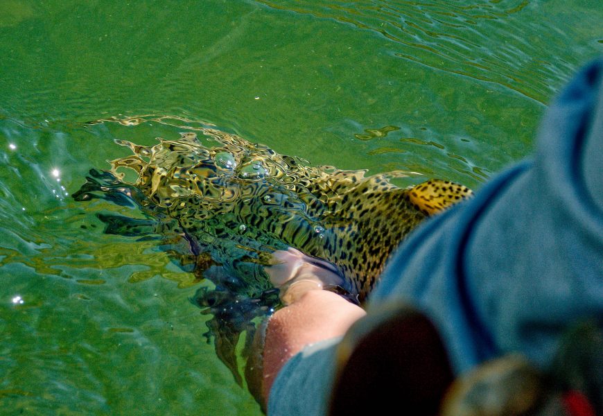 A big ‘bow heads back home. Because it’s a tailwater, the San Juan below Navajo Dam provides excellent year-round conditions for trout, including dense insect populations.