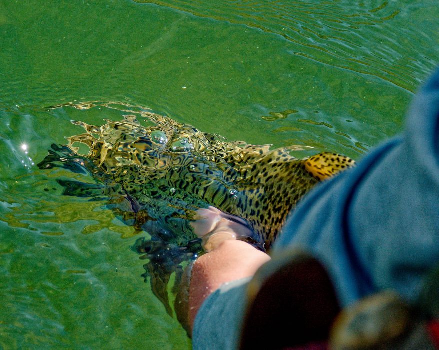 A big ‘bow heads back home. Because it’s a tailwater, the San Juan below Navajo Dam provides excellent year-round conditions for trout, including dense insect populations.